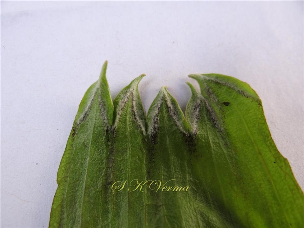  Calyx (opened)